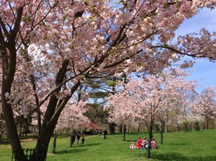 Cherry Blossoms