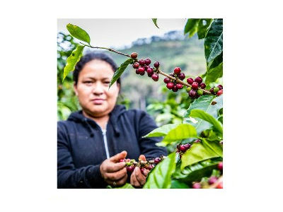 Coffee Tasting